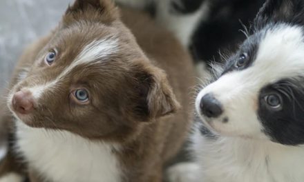 TONE IN PUPPY COMMUNICATION