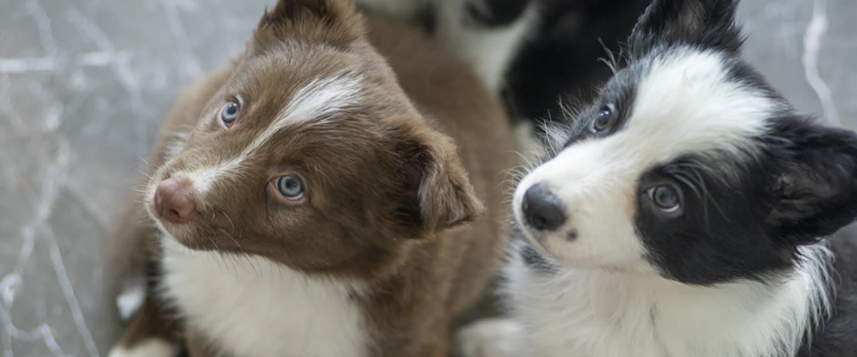 TONE IN PUPPY COMMUNICATION