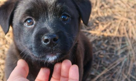 TRAINING YOUR PUPPY