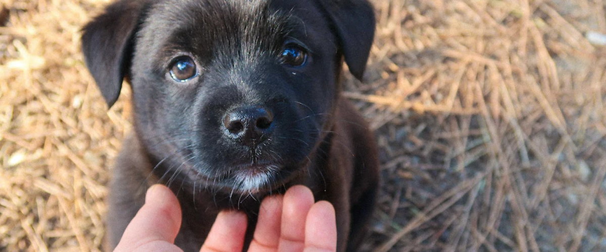 TRAINING YOUR PUPPY