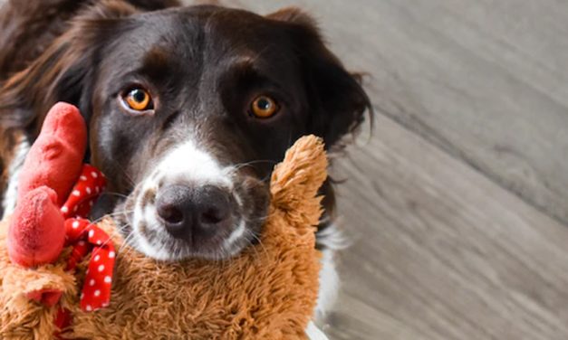 TYPES OF DOG TOYS