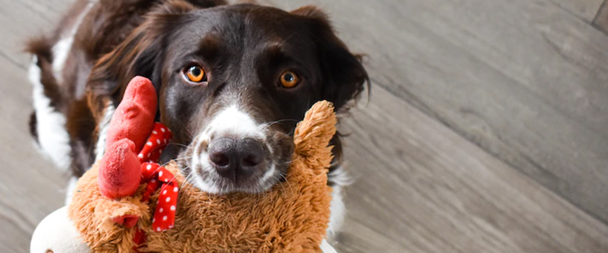 TYPES OF DOG TOYS