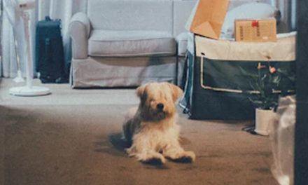 DESIGNING A PUPPY WELLNESS CORNER: UNITING PLAY WITH NURTURE IN YOUR SPACE