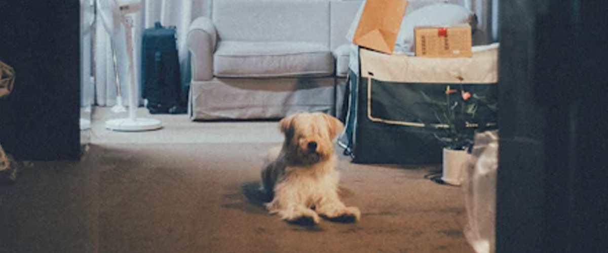 DESIGNING A PUPPY WELLNESS CORNER: UNITING PLAY WITH NURTURE IN YOUR SPACE