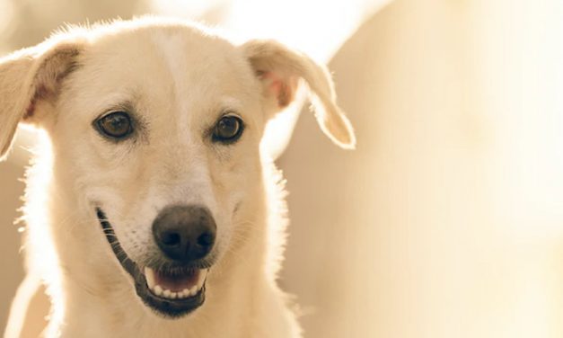 WHAT DOGS CAN’T EAT