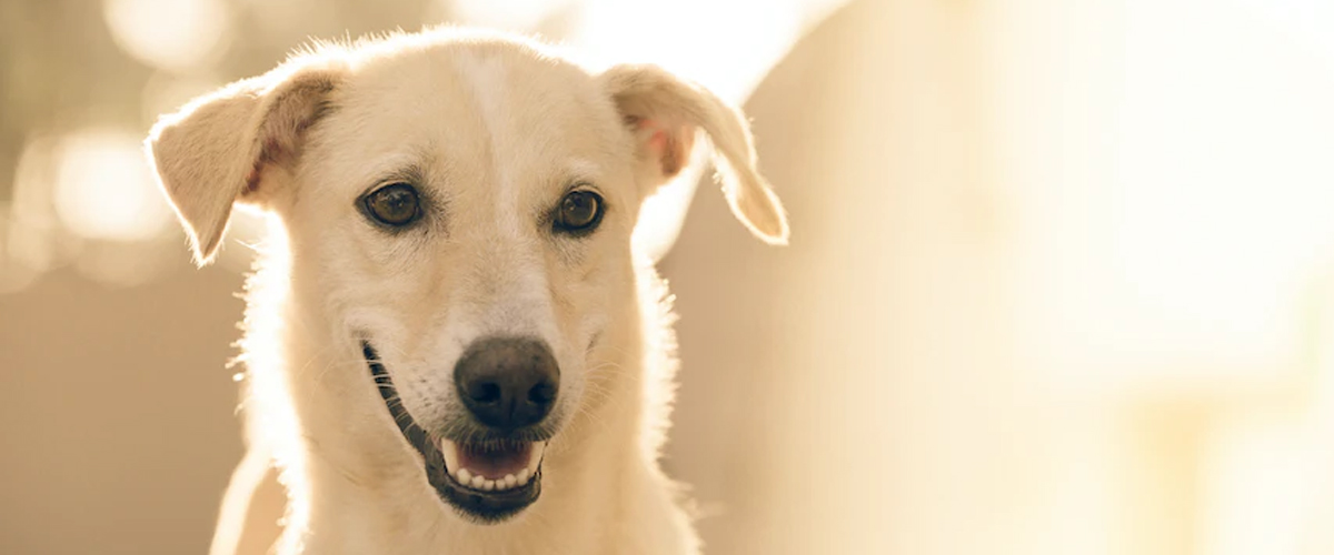 WHAT DOGS CAN’T EAT