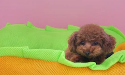 DECODING THE PLAYFUL SIGNS OF A HAPPY PUPPY
