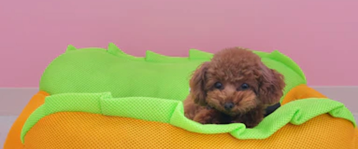 DECODING THE PLAYFUL SIGNS OF A HAPPY PUPPY