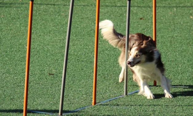 Building a Sense of Community Through Dog Agility Competitions