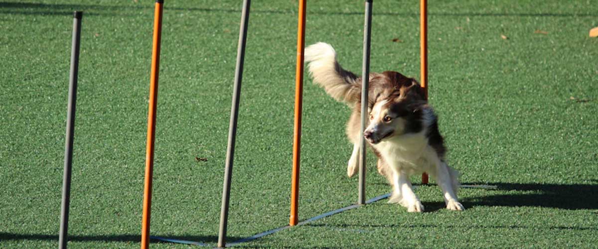 Building a Sense of Community Through Dog Agility Competitions