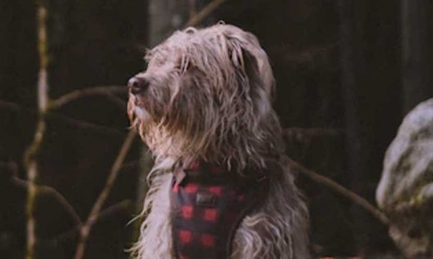 How to Stop Dog Anxiety Whining: Tips for a Calmer Canine