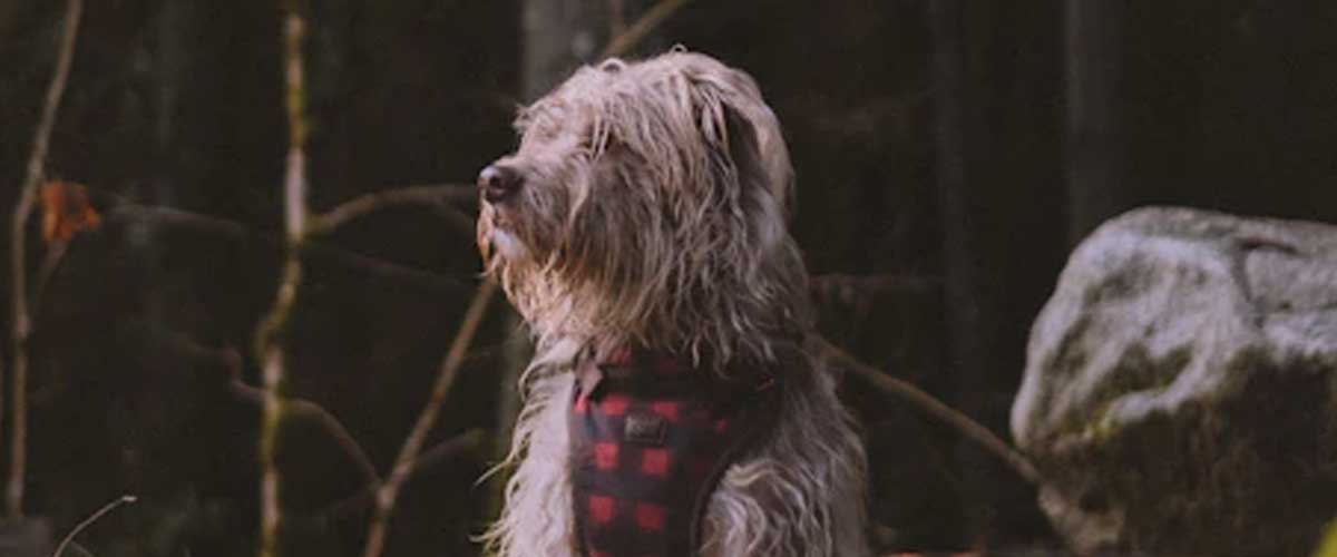 How to Stop Dog Anxiety Whining: Tips for a Calmer Canine