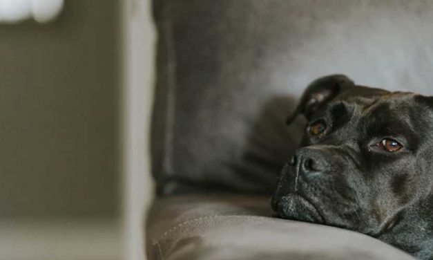 Can Dog Anxiety Cause Itching? Understanding the Connection