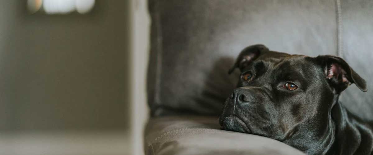 Can Dog Anxiety Cause Itching? Understanding the Connection