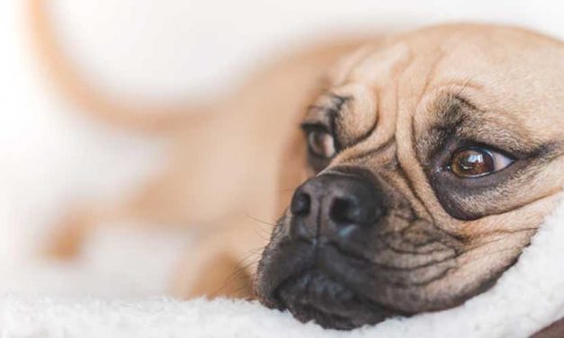 How to Create a Calm Space for Your Dog to Alleviate Anxiety-Related Symptoms