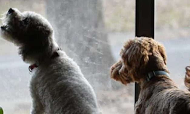 Understanding Dog Anxiety and Excessive Barking