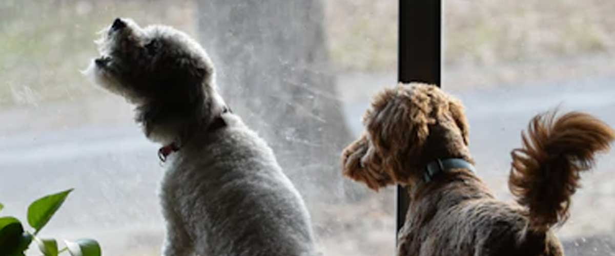 Understanding Dog Anxiety and Excessive Barking