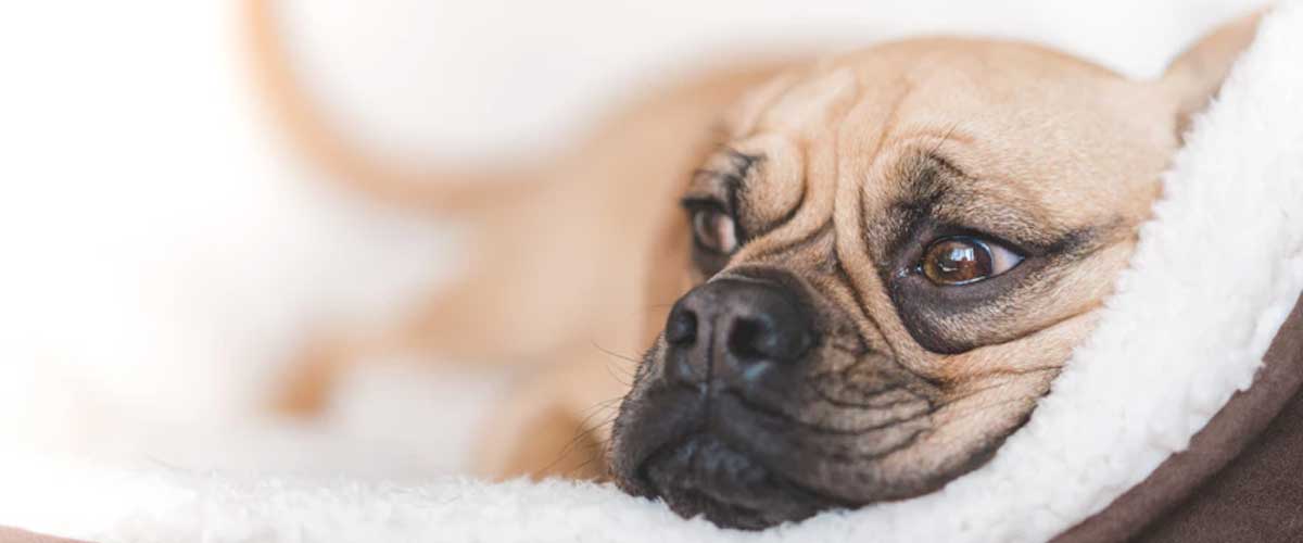 How to Create a Calm Space for Your Dog to Alleviate Anxiety-Related Symptoms
