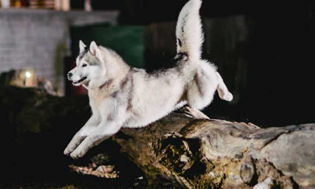 Transforming Your Backyard into a Canine Adventure Zone