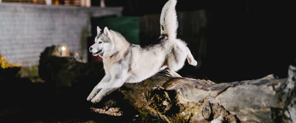 Transforming Your Backyard into a Canine Adventure Zone