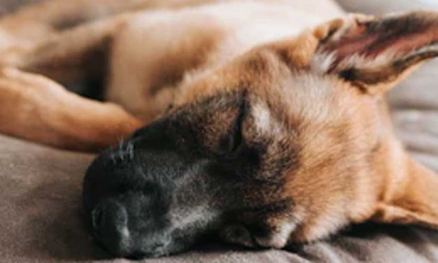 Understanding Dog Anxiety at Bedtime