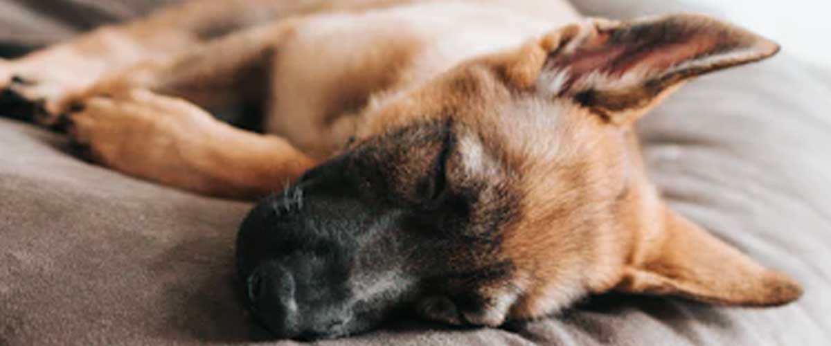 Understanding Dog Anxiety at Bedtime