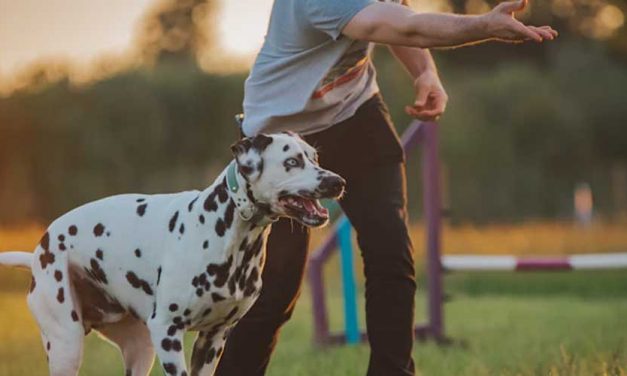 Dog Agility as a Pathway to Strengthening the Human-Pet Bond