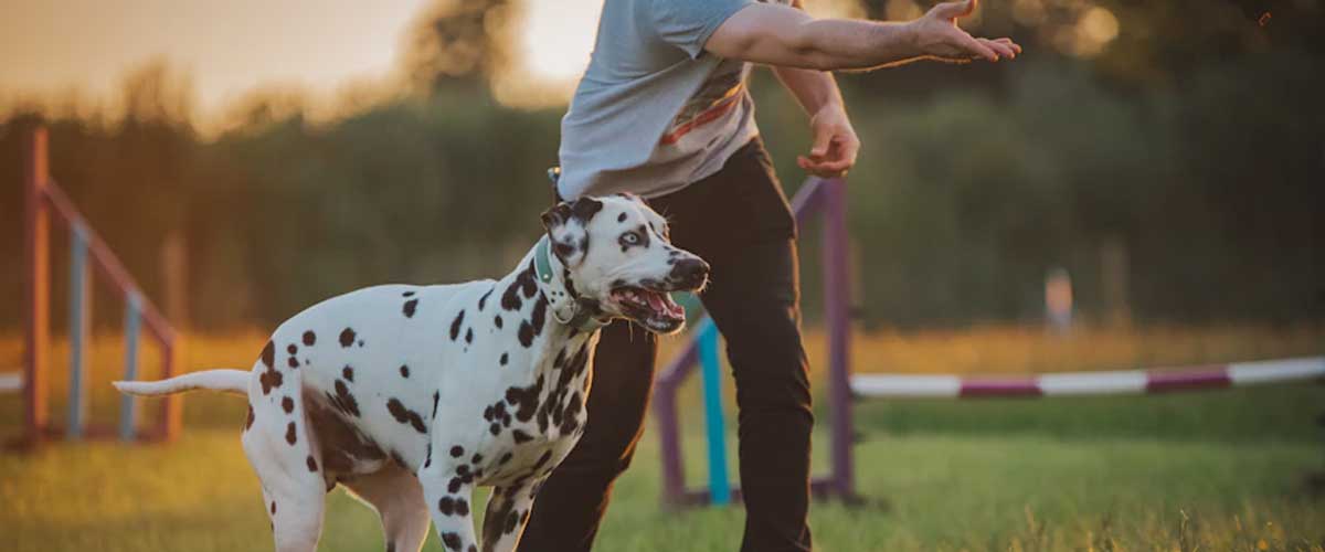 Dog Agility as a Pathway to Strengthening the Human-Pet Bond