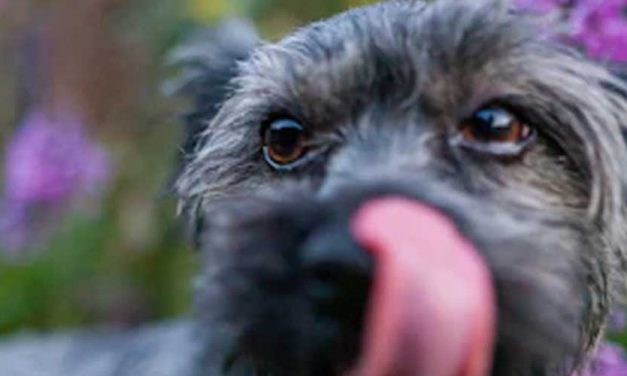 Can Dog Anxiety Cause Seizures?