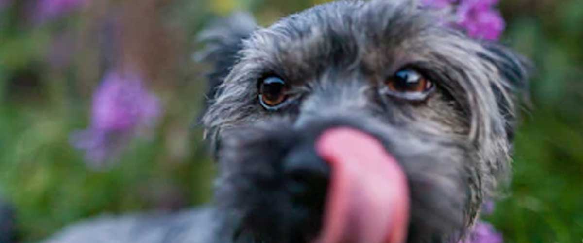 Can Dog Anxiety Cause Seizures?