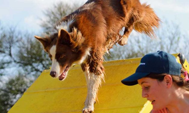 The Surprising Benefits of Engaging in Dog Agility