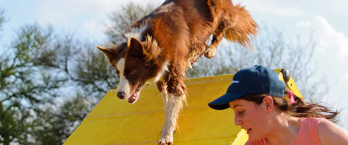 The Surprising Benefits of Engaging in Dog Agility