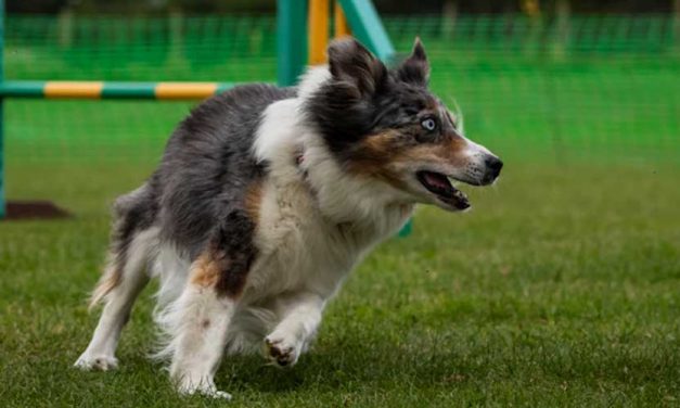 Harnessing the Joy of Dog Agility Training
