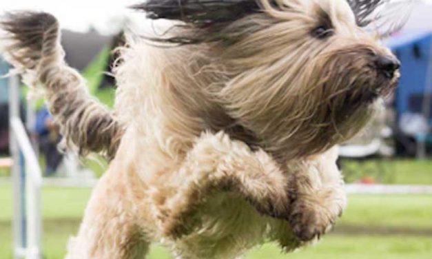Transforming Backyard Spaces into Agility Training Zones