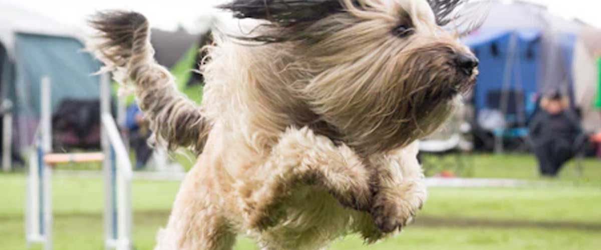Transforming Backyard Spaces into Agility Training Zones