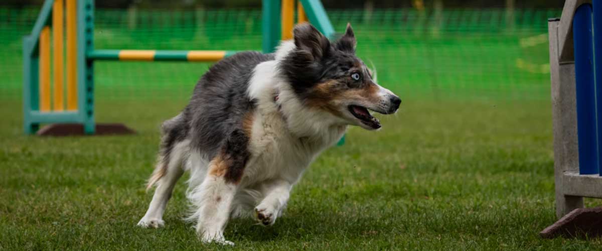 Harnessing the Joy of Dog Agility Training