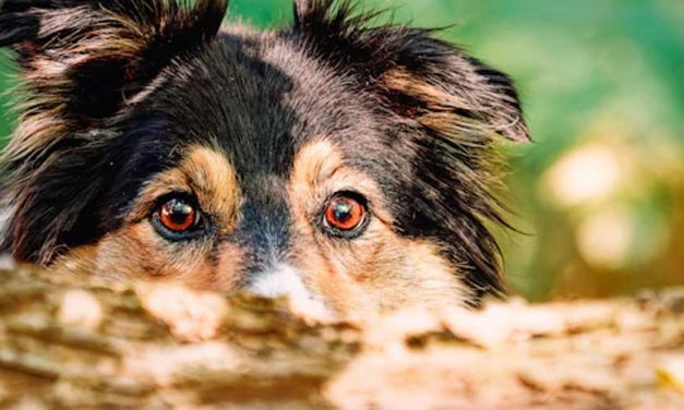 The Fascinating Link Between Canine Nutrition and Behavioural Issues