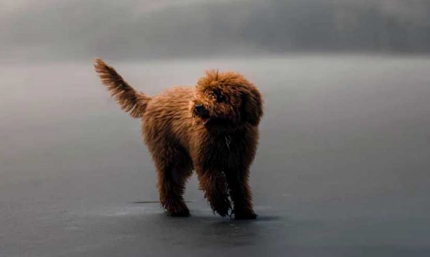 What Causes Dog Anxiety