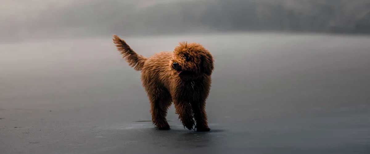 What Causes Dog Anxiety