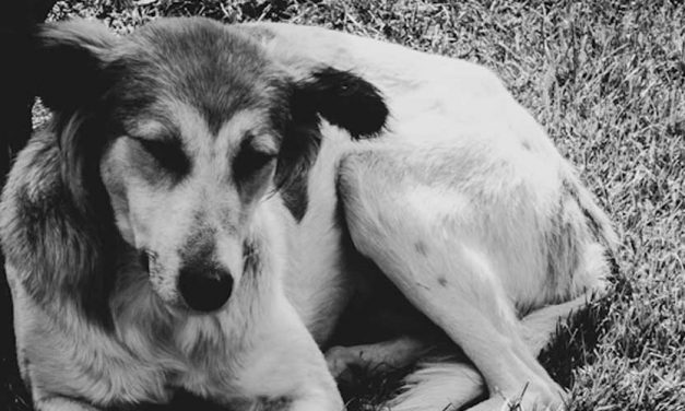 Can Dog Anxiety Be Cured?