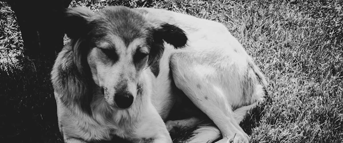 Can Dog Anxiety Be Cured?