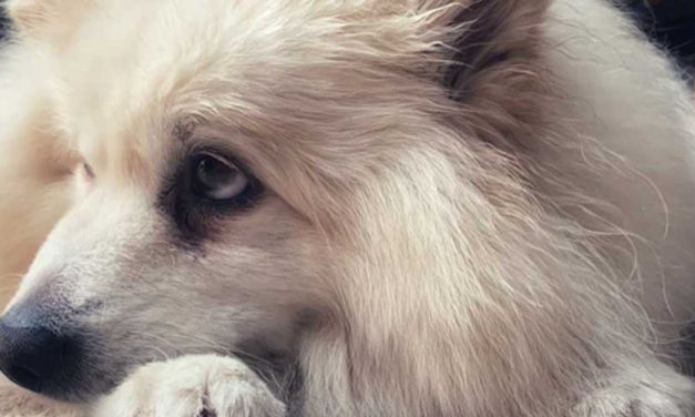 The Role of Diet in Supporting Dogs with Anxiety and Gastrointestinal Upset