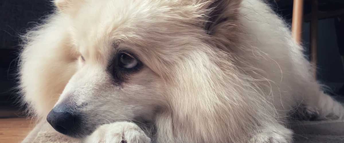 The Role of Diet in Supporting Dogs with Anxiety and Gastrointestinal Upset