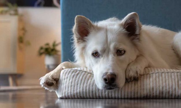 Understanding Dog Anxiety and Its Impact on Eating Habits