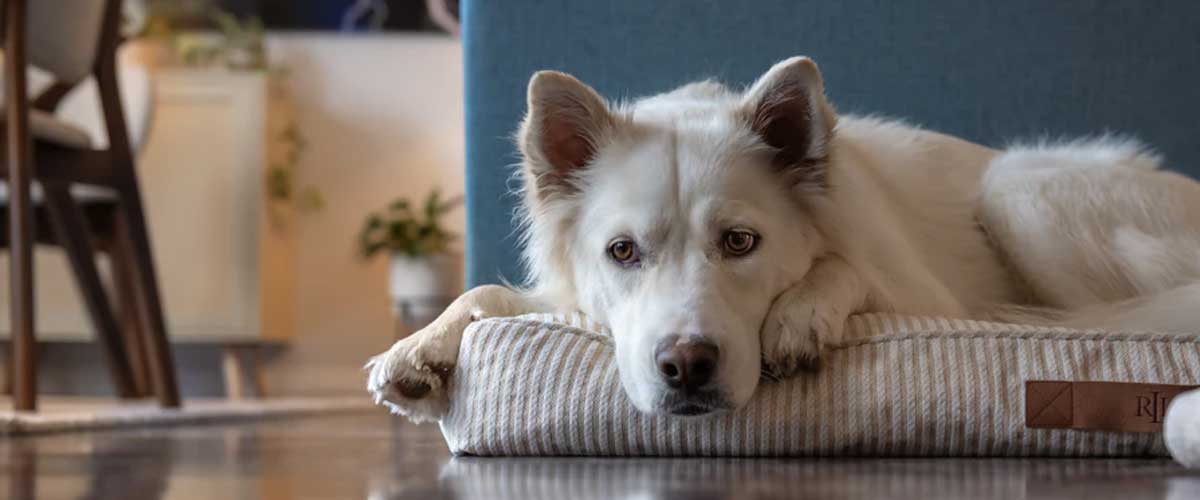 Understanding Dog Anxiety and Its Impact on Eating Habits