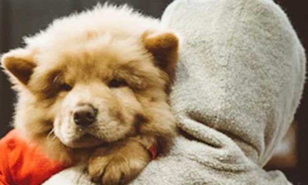 How to Stop Dog Anxiety Pooping