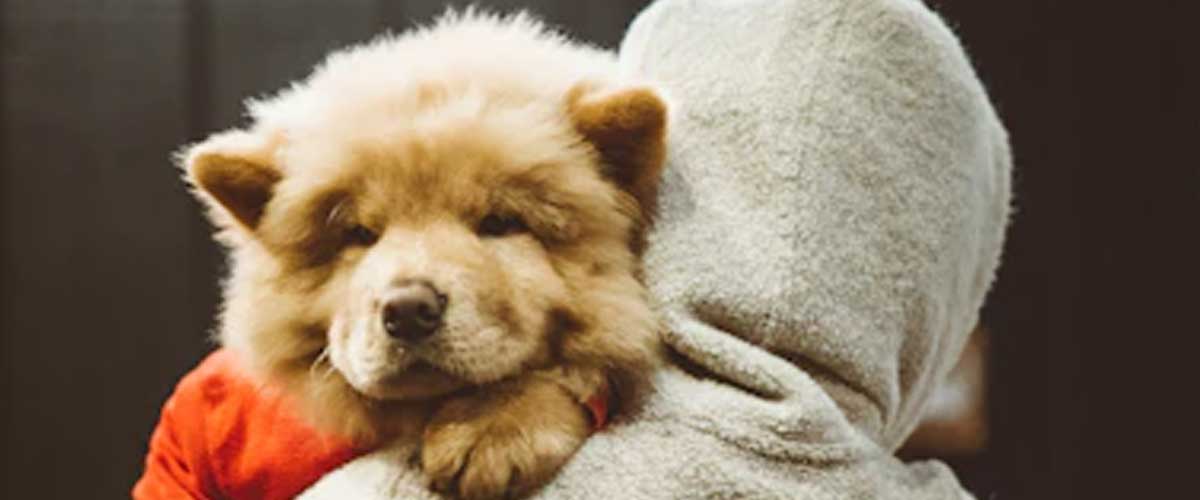 How to Stop Dog Anxiety Pooping