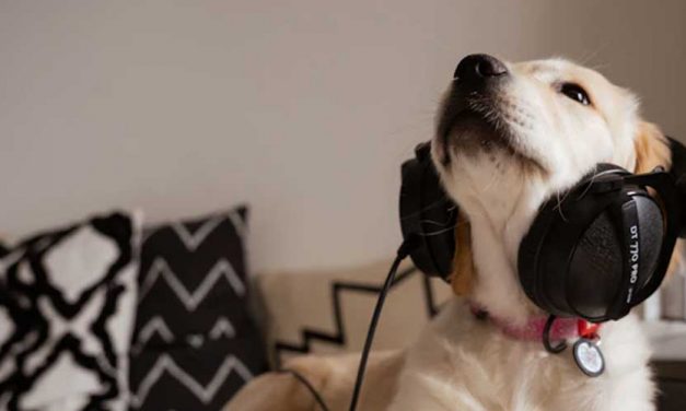 The Impact of Loud Noises