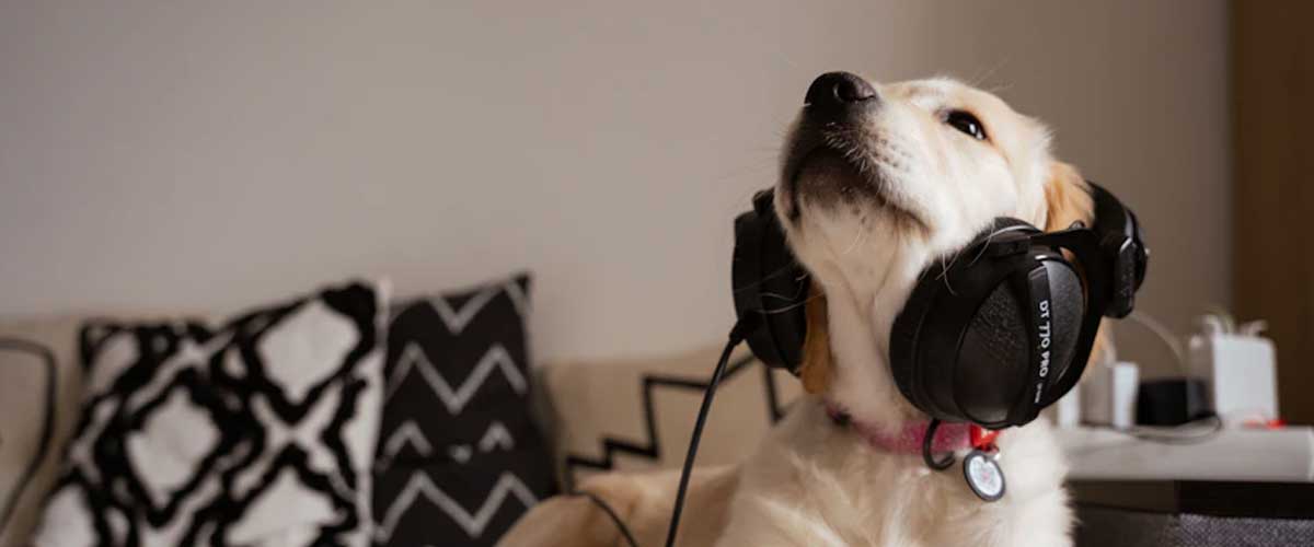 The Impact of Loud Noises