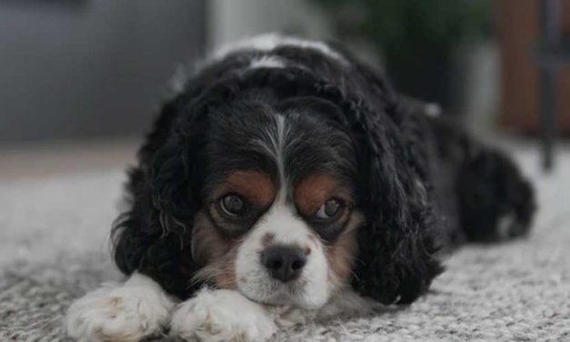 Innovative Techniques for Easing Your Dog’s Anxiety and Preventing Digestive Distress